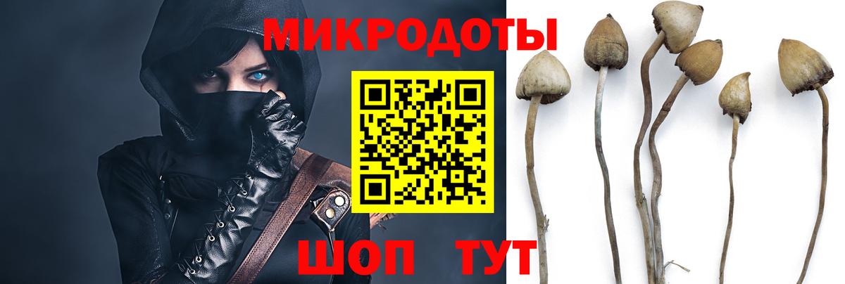 Псилоцибиновые грибы Psilocybe Канск